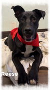 adoptable Dog in  named Reese