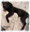 adoptable Dog in  named Raisin