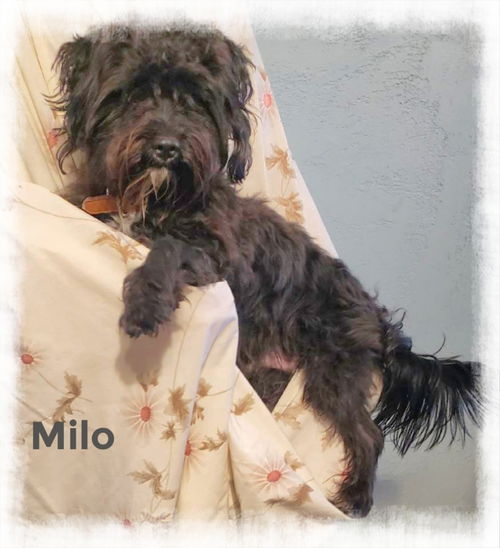 Milo