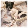 adoptable Dog in  named Winnie