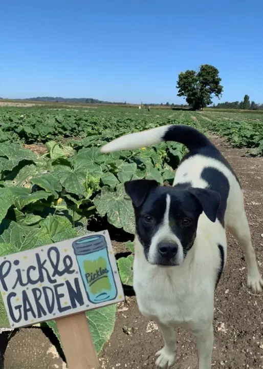 Pickles - Terrier mix