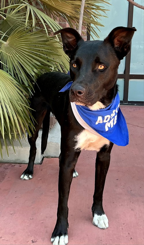 Rocky Road, an adoptable dog