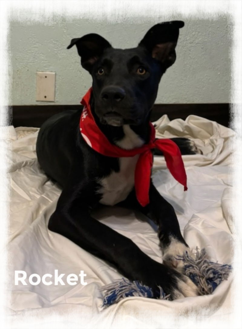 adoptable Dog in Beaumont, CA named Rocket