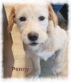 adoptable Dog in Beaumont, CA named Penny