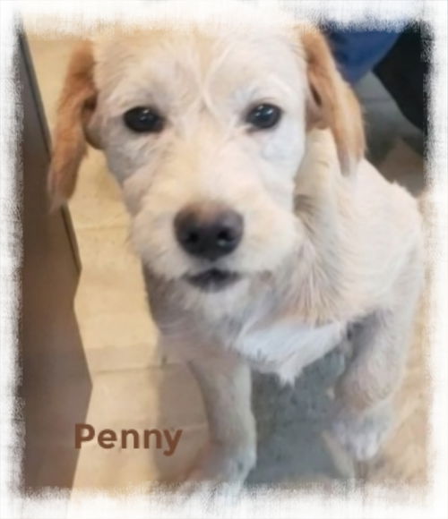 Penny