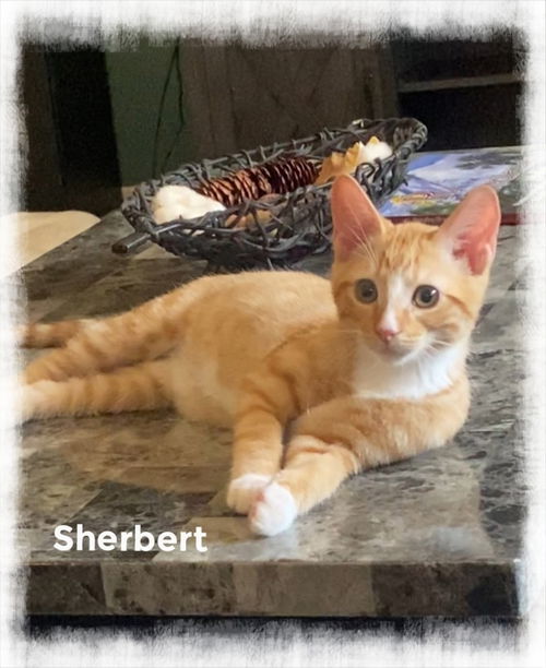 Sherbert