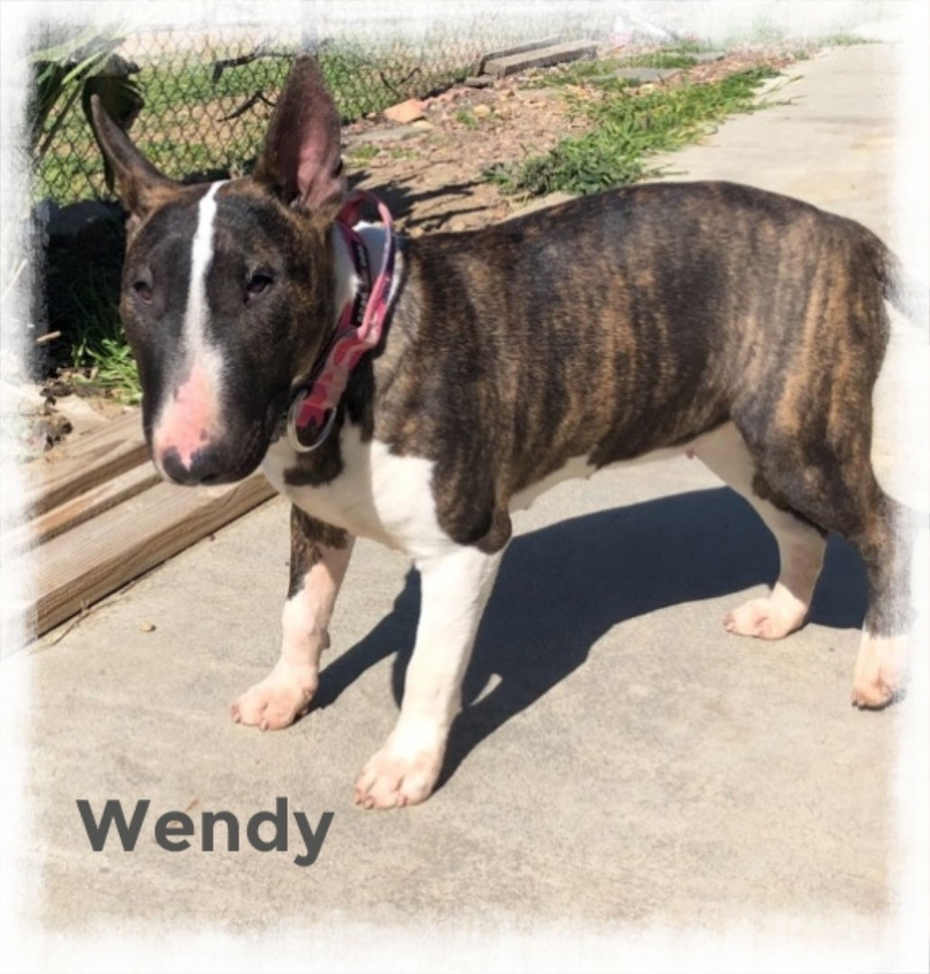 adoptable Dog in Beaumont, CA named Wendy