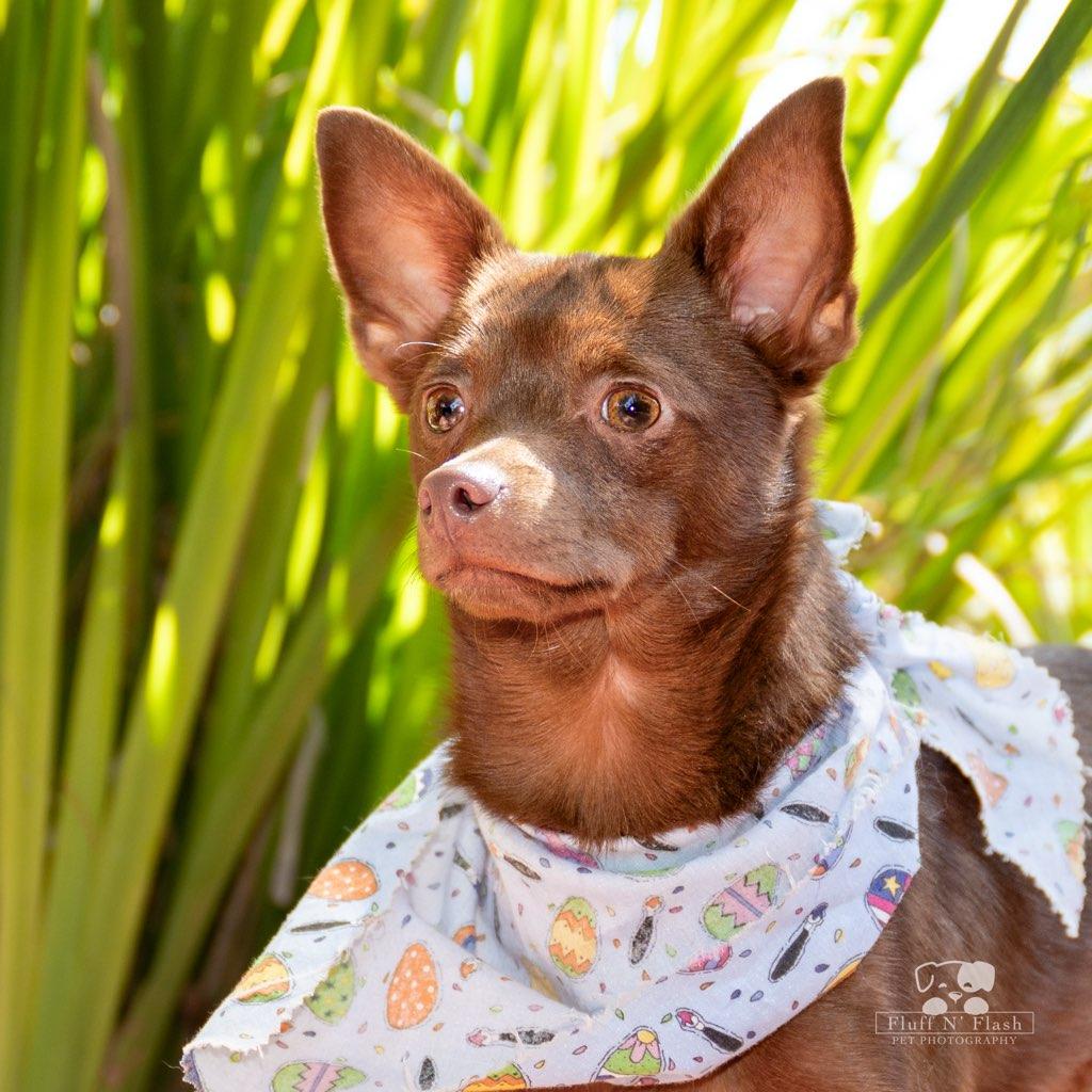 adoptable Dog in Beaumont, CA named Shaggy