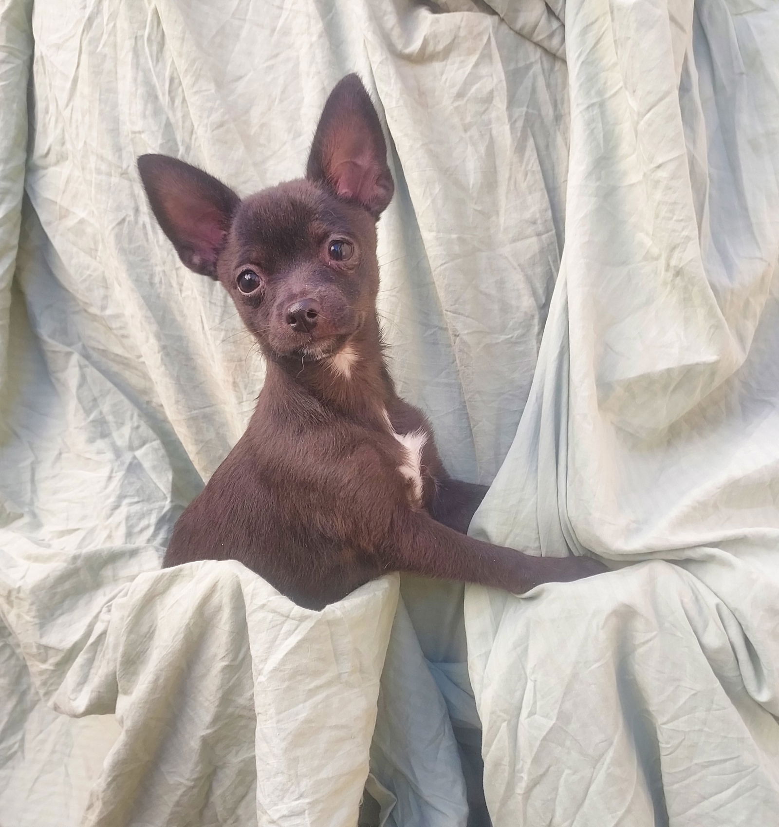 adoptable Dog in Beaumont, CA named Scooter