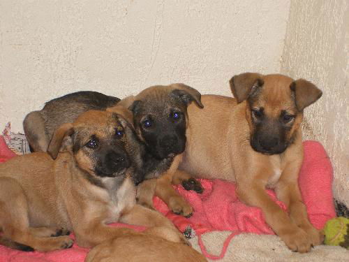 Shep mix pups