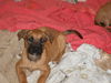Shep mix pups
