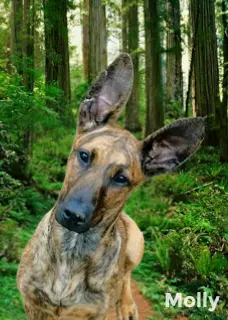 Molly - Great Dane