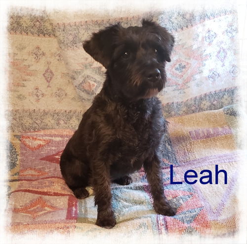 Leah