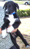 Cute little Oreo