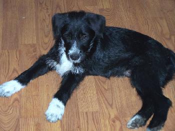 Cute little Oreo