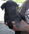 Lab/B.Collie 5 - M - Black Jack