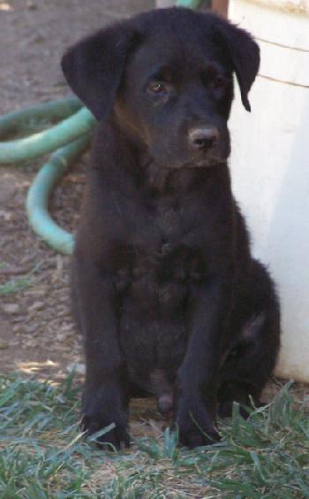 Lab/B.Collie 5 - M - Black Jack