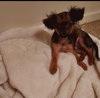 Lola