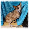 Josie
