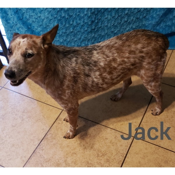 Jack