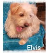 Elvis