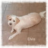 Elvis