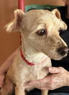Tillie