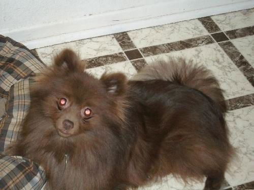 Coco (purebred pomeranian)