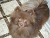 Coco (purebred pomeranian)