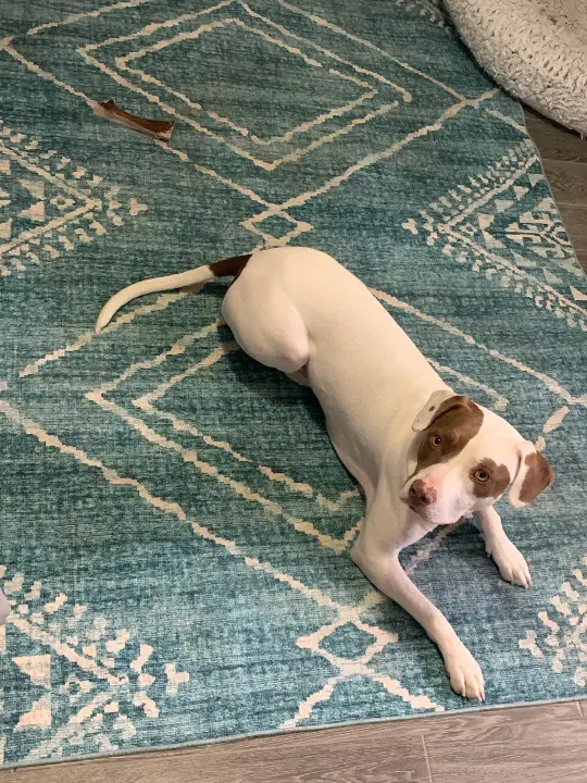 Layla - Staffshire Terrier