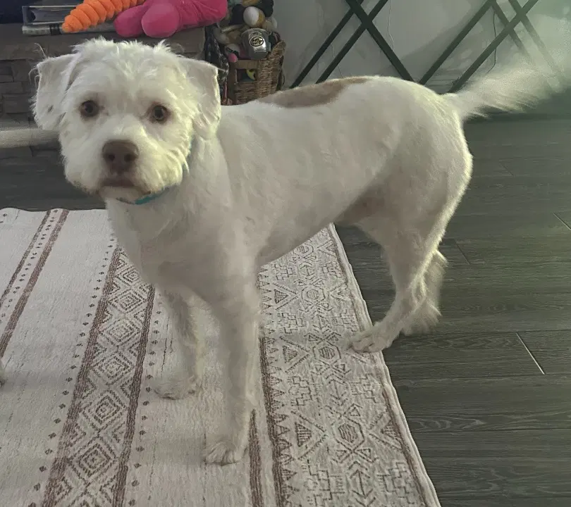 Tyson - Poodle/ Lab/ mixed with a few other breeds
