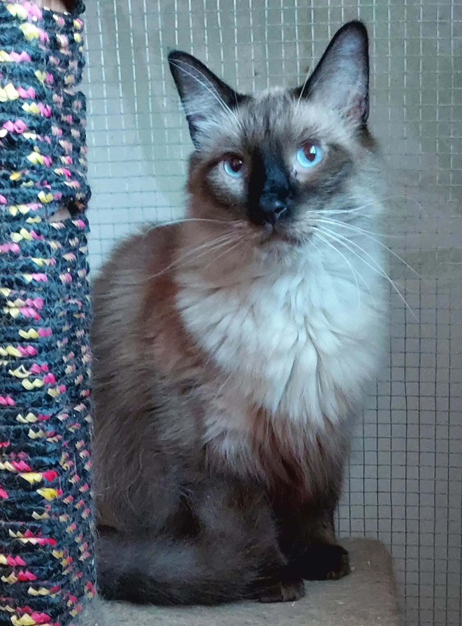 Miles - Himalayan