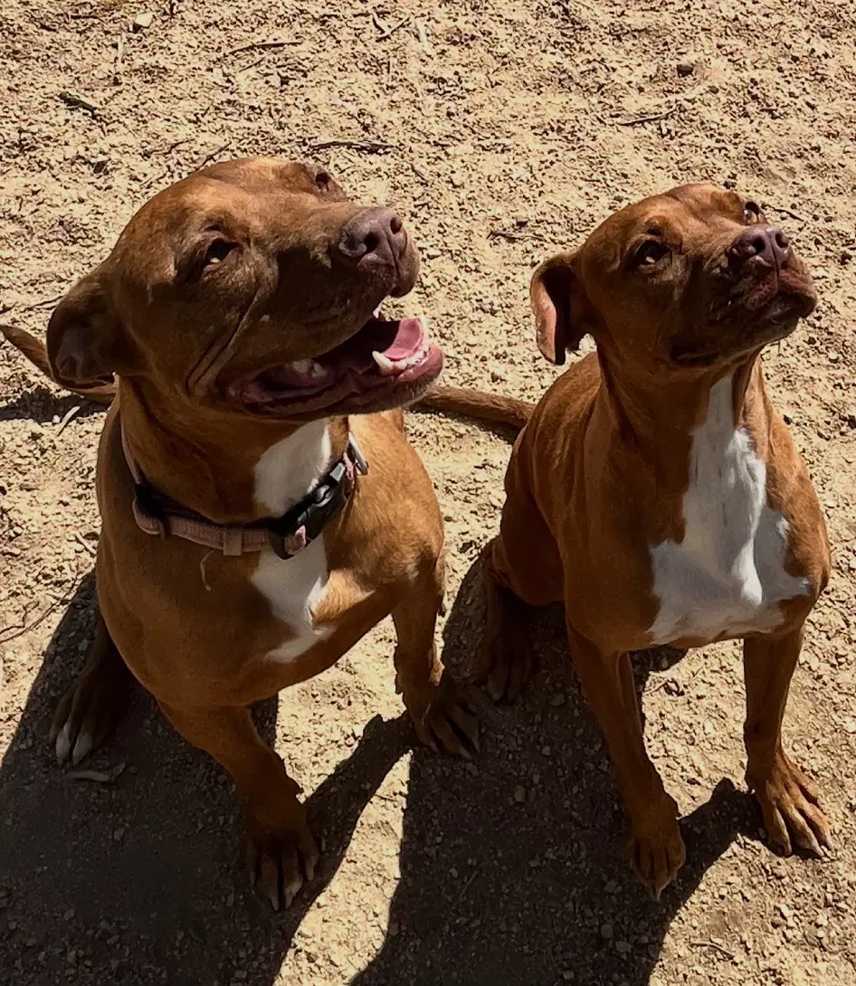 Ty And Troy - Boxer