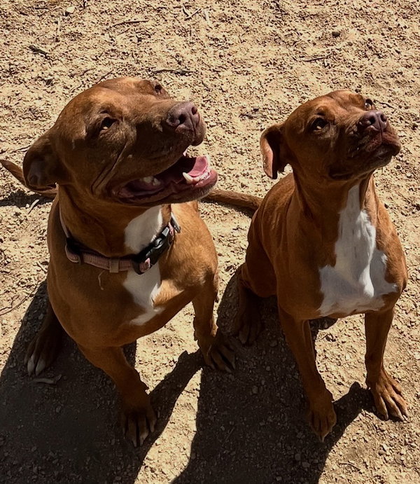 Ty and Troy