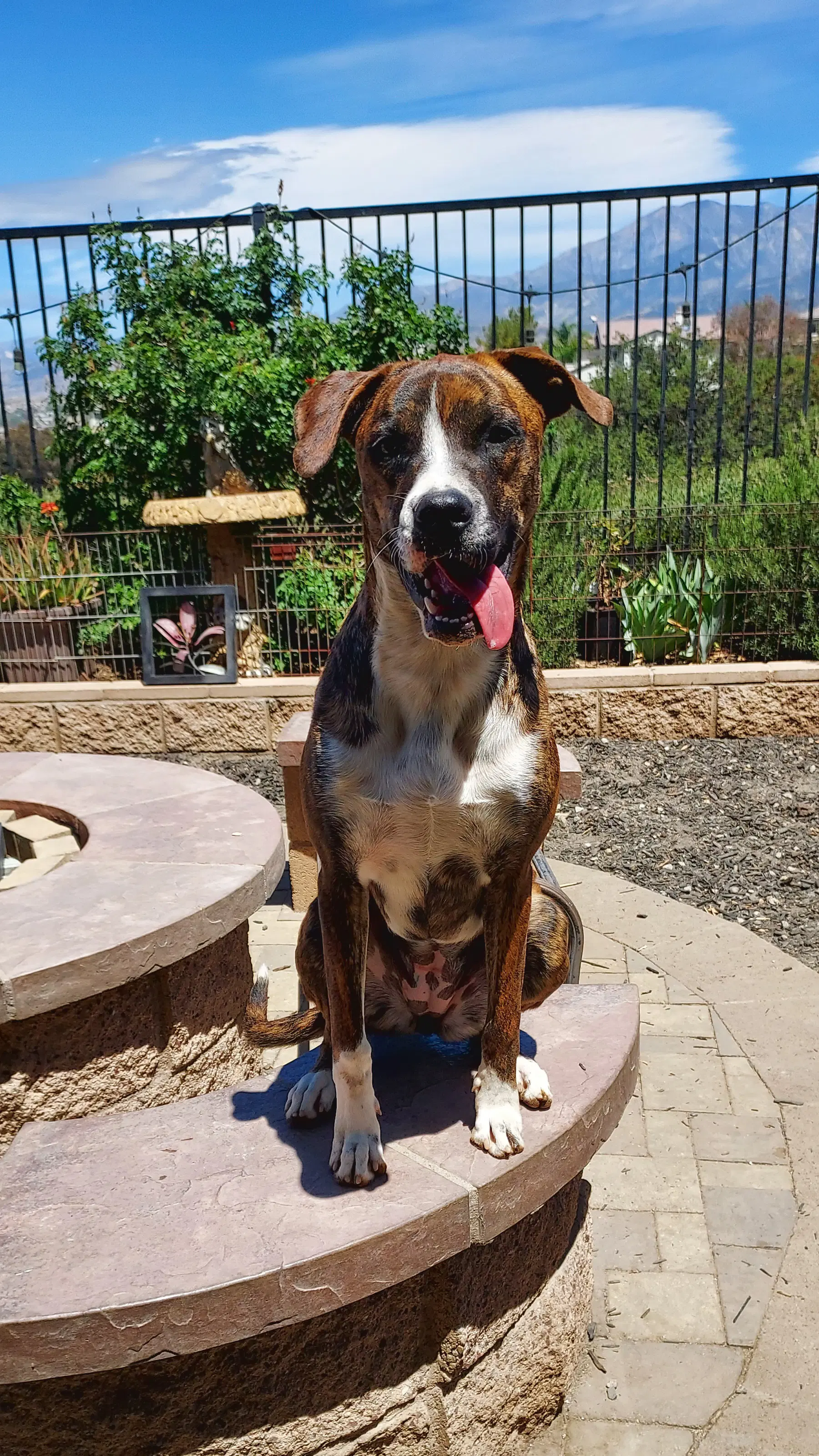 Cassie - Boxer