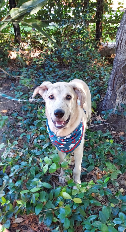 picture of the dog needing adoption