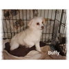 Buffy