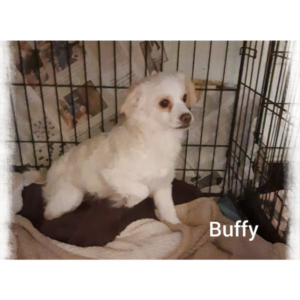 Buffy