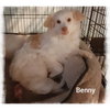 Benny