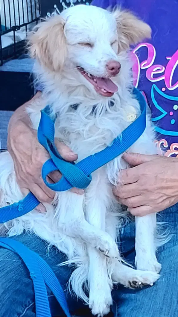Benny - Poodle/Maltese