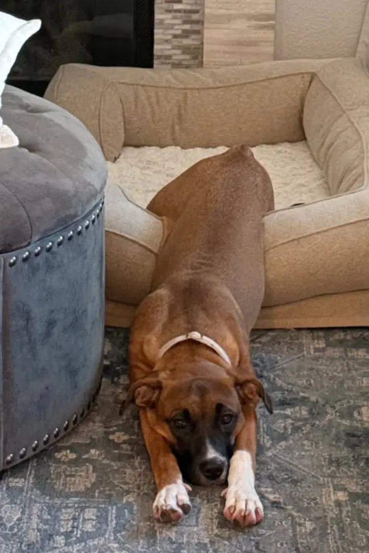 Molly Mae - Boxer