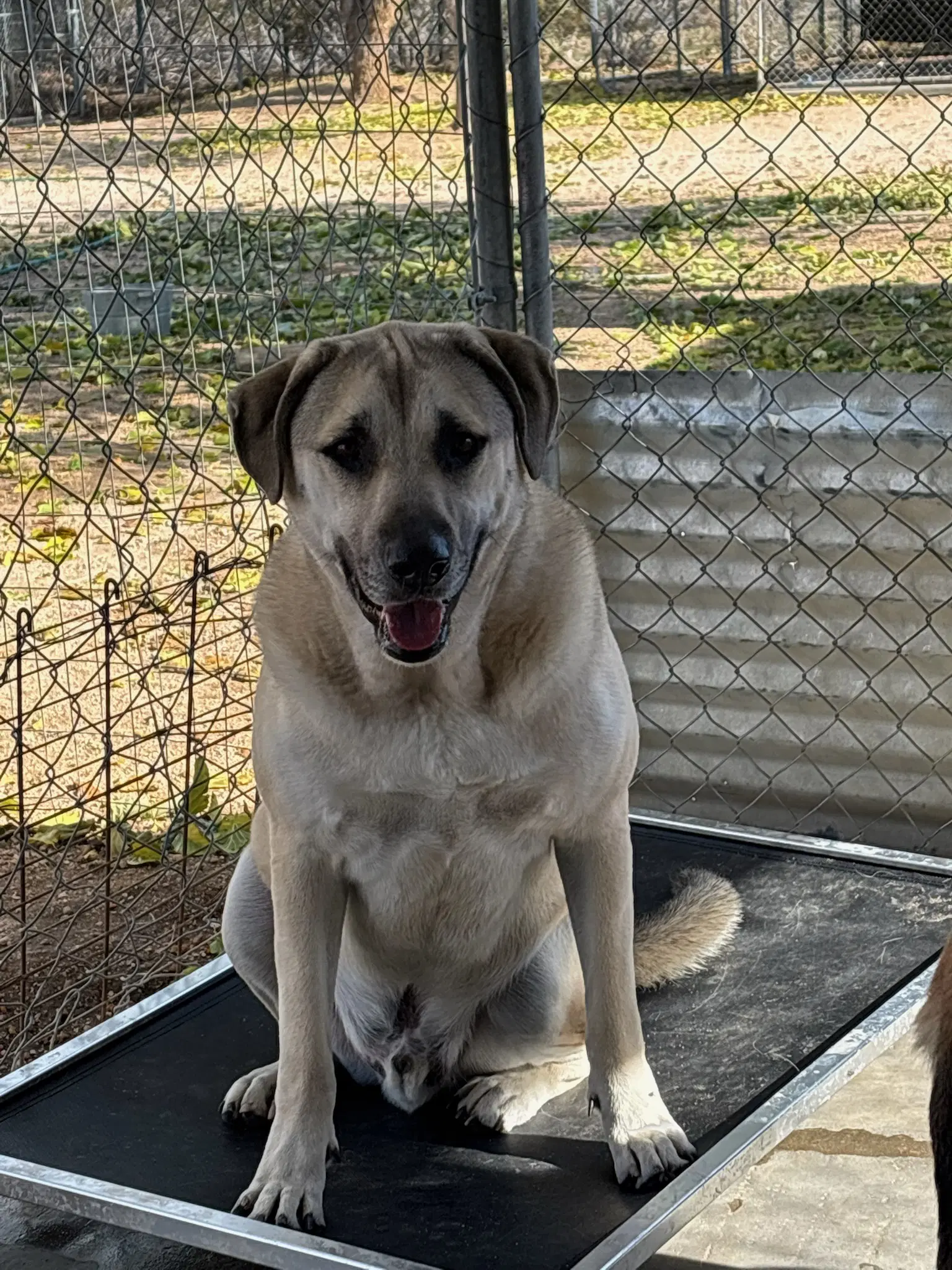 Dino - Lab mix
