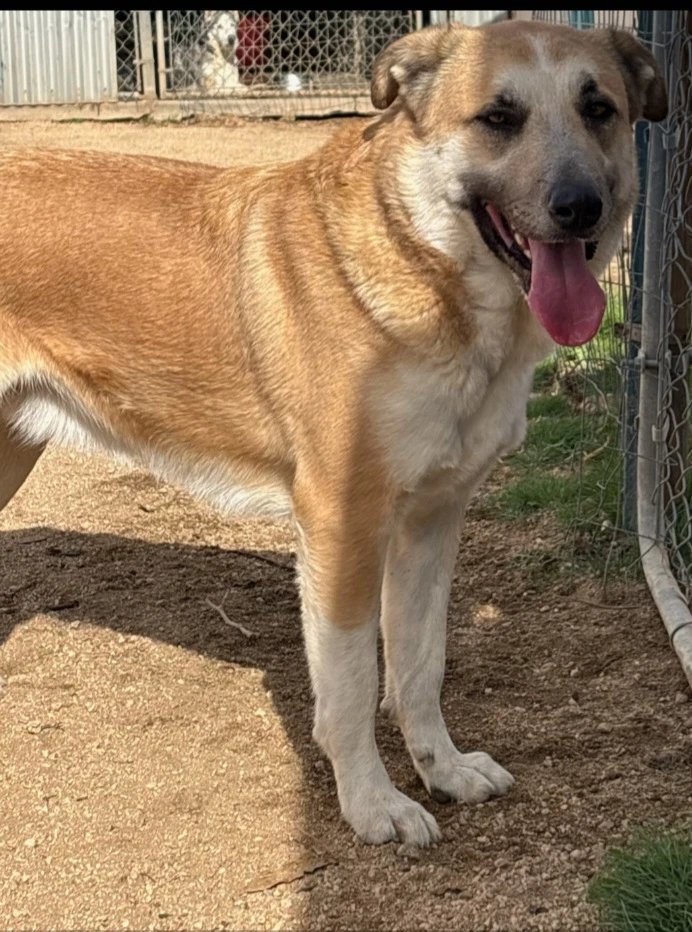 Astro