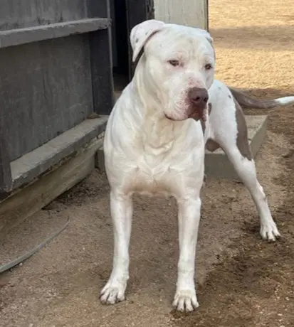 Dude - Dogo Argentino