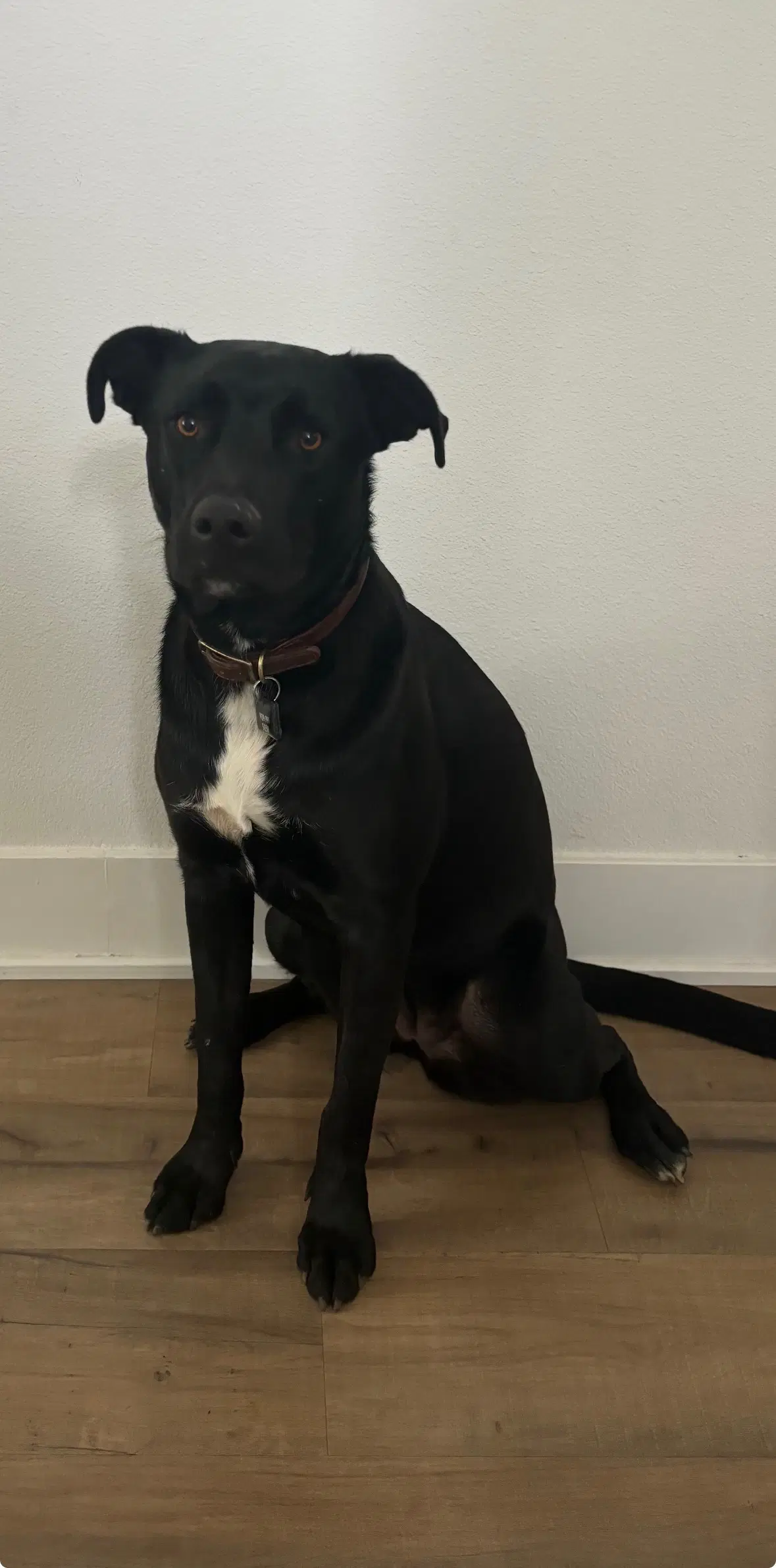 Danielle - Black Labrador Retriever