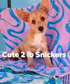 Snickers