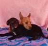 Sadie ( black female) Snickers (tan male)