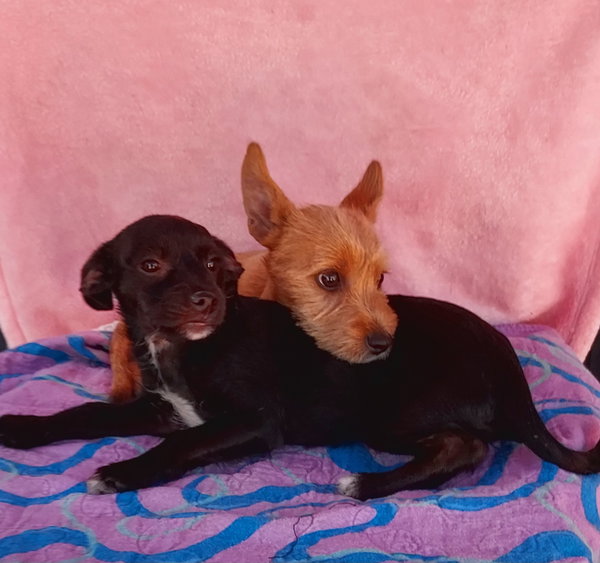 Star(black male available) tan male is adopted)