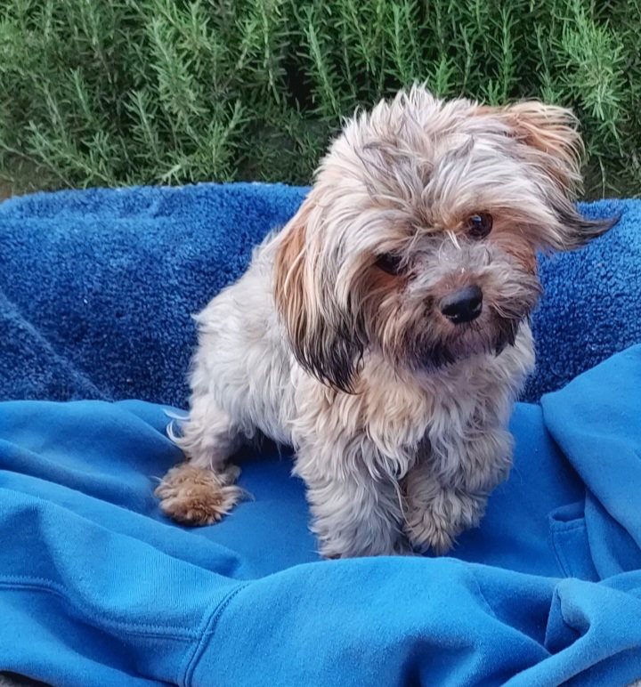 Gizmo