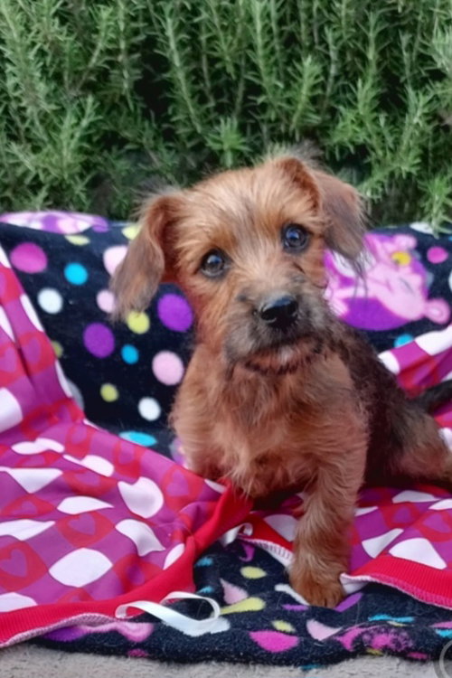 Wednesday, an adoptable Yorkshire Terrier Yorkie in Cherry Valley, CA
